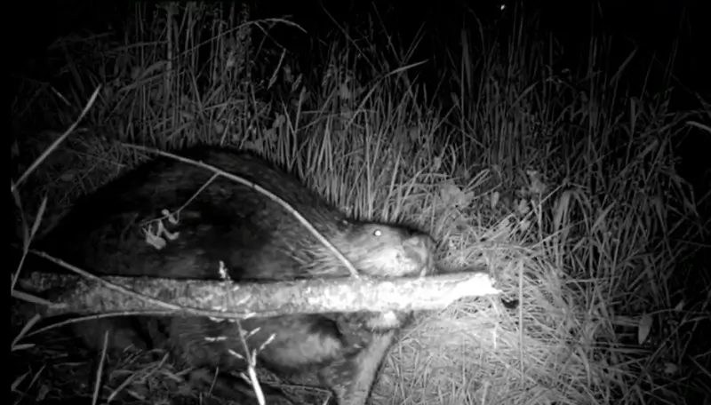 Van vos tot bever: camera legt wilde dieren vast in de PXL-achtertuin