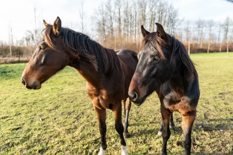 Truiense paardeneigenaars krijgen uitzondering op avondklok met Oudjaar