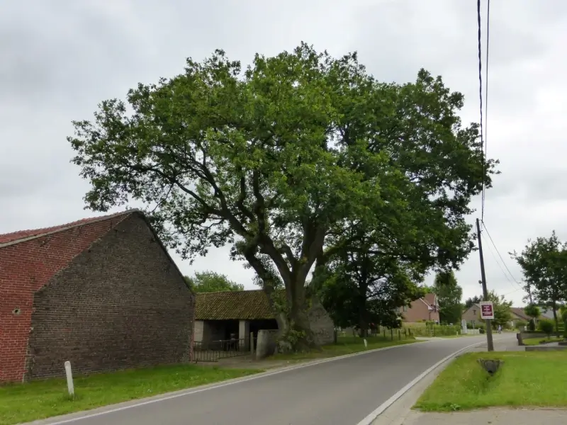Erfgoedminister Diependaele beschermt twee monumentale bomen in Limburg