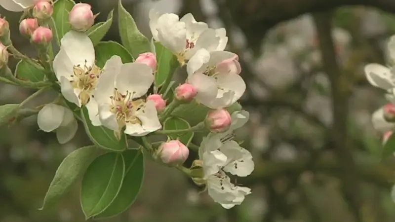 Eerste bloesems lokken 5.000 bezoekers naar Sint-Truiden