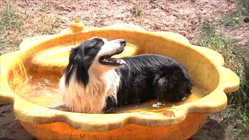 Volgende week temperaturen tot 35 graden: 8 tips om je huisdier te beschermen tegen de hitte