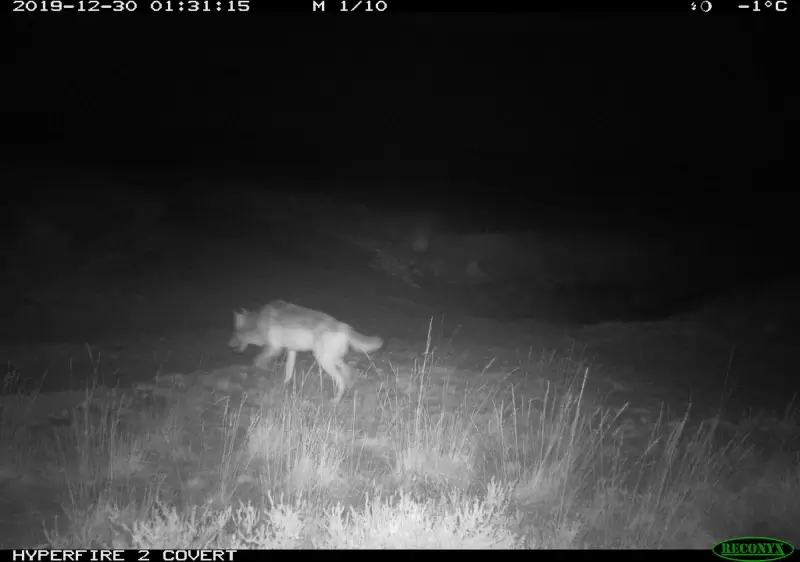 Wolf August heeft mogelijk een lief