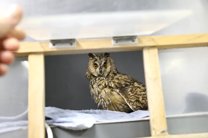 Ransuil met gebroken poot krijgt delicate operatie in Natuurhulpcentrum