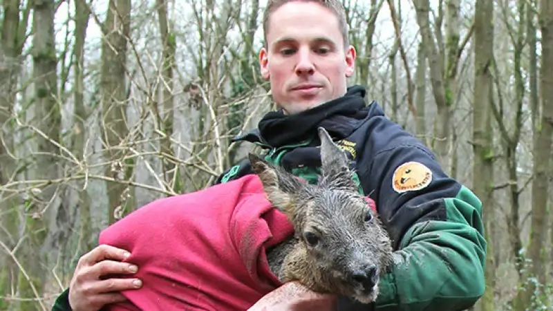 Medewerkers Natuurhulpcentrum redden ree uit de modder