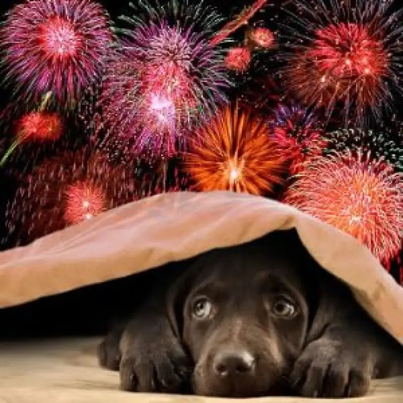Burgemeester Webers verbiedt vuurwerk in Beringen