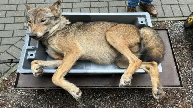 Wolf doodgereden, mogelijk is het August