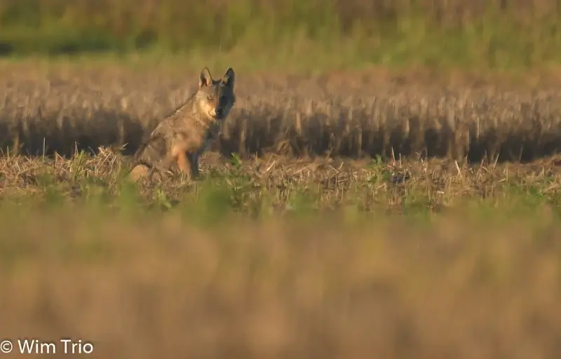 Minstens één gezonde welp in Limburgse wolvenroedel