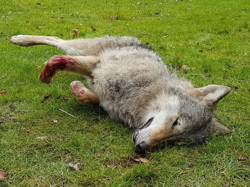 Tweede Limburgse wolf doodgereden in Opoeteren