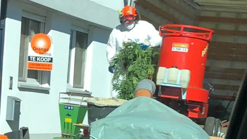 Cannabisplantage in Maasmechelen ontdekt