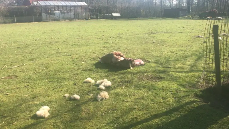 Opnieuw schaap doodgebeten in Oudsbergen