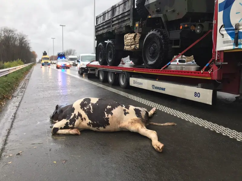 Hinder op E313 door ongeval met koe