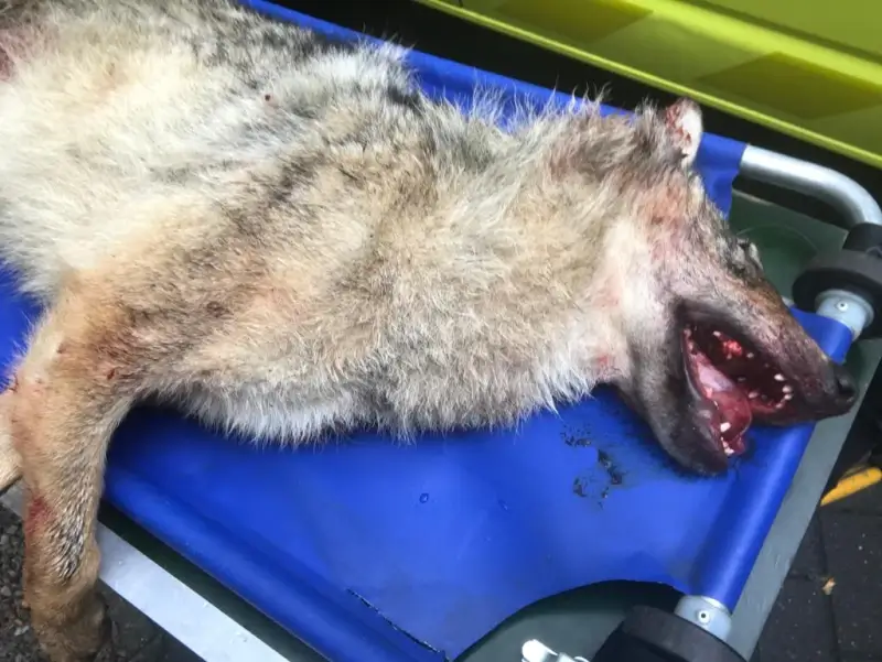 Wolf doodgereden op Noord-Zuidverbinding in Hechtel-Eksel
