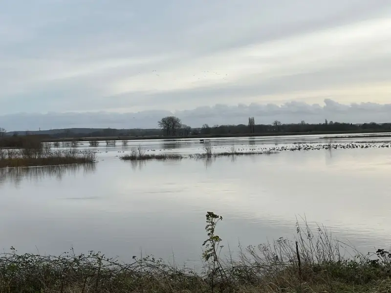 Koe dreigt te verdrinken in Maas in Lanaken: eigenaar helpt niet
