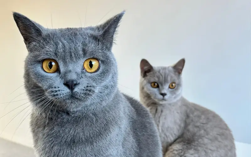 Slechts 4 Limburgse gemeenten hebben geen schepen van Dierenwelzijn