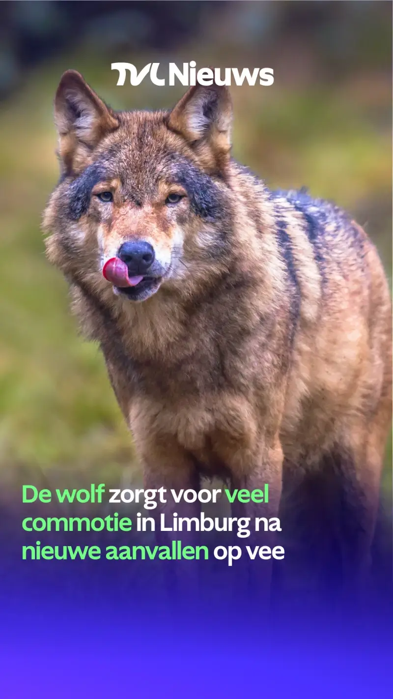 Wolf commotie