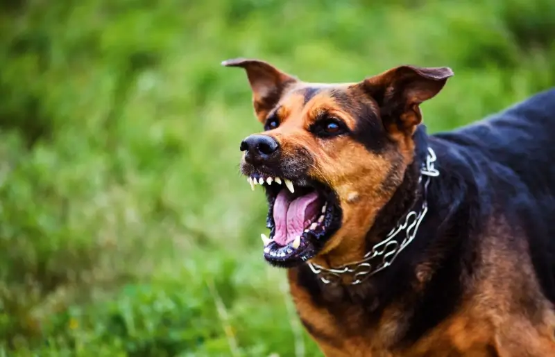 Honden die bijten worden onmiddellijk in beslag genomen in Sint-Truiden