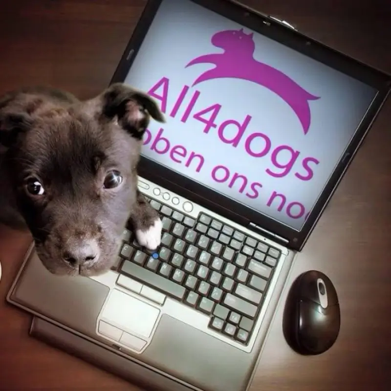 All4dogs dringend op zoek naar meters en peters