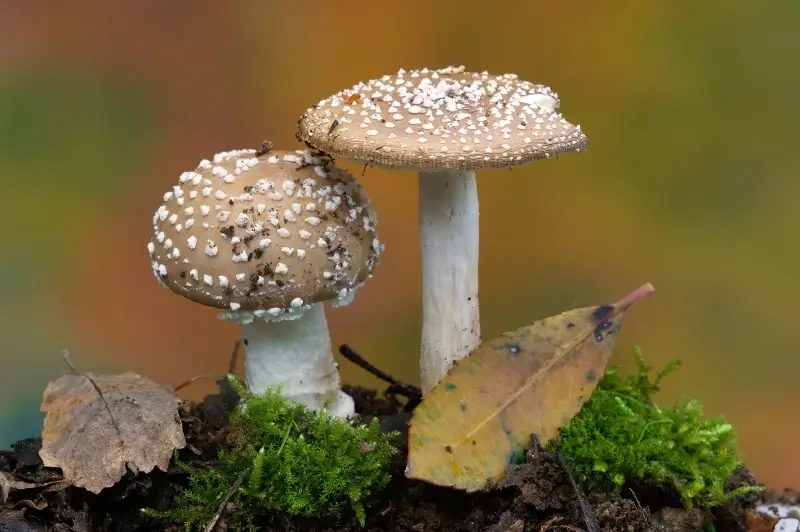 Antigifcentrum overstelpt met telefoontjes na giftige paddenstoelen
