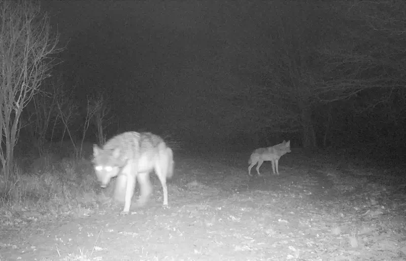 Vierde wolf gespot in Nationaal Park Hoge Kempen