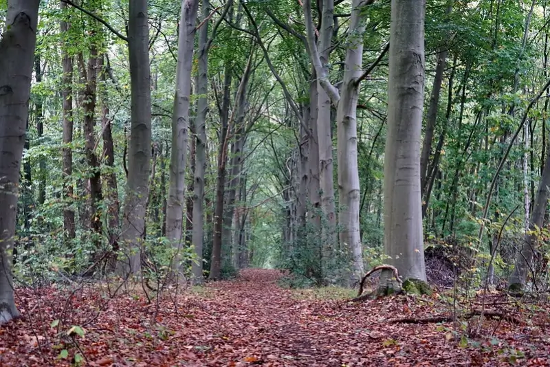 Waardevol bos Baalberg komt in handen van Natuurpunt