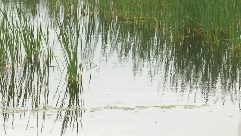 Blauwalg gesignaleerd in water van Lommelse Sahara