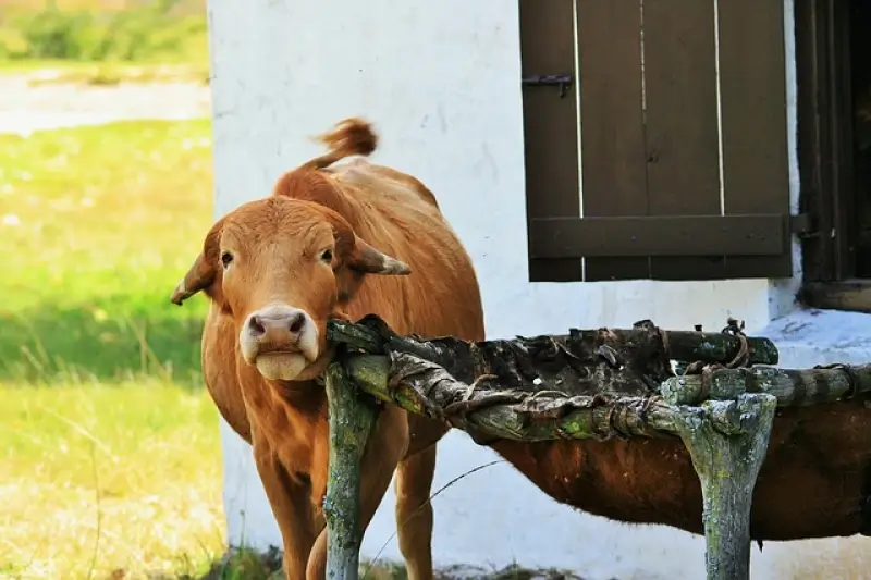 Staat moet boeren nog altijd miljoenen euro's