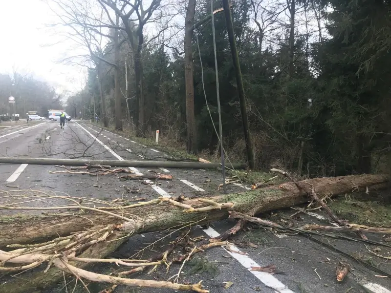 Omgewaaide bomen zorgen voor chaos op de weg