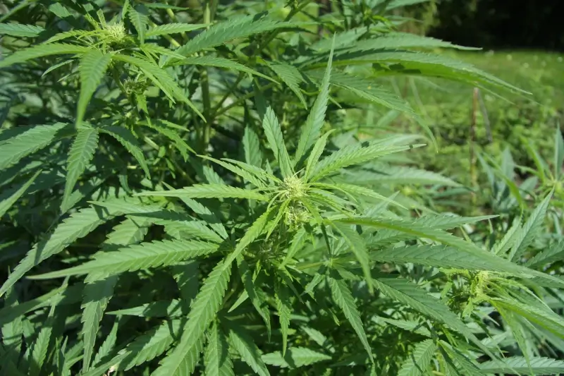 Cannabisplantage opgerold in Houthalen-Helchteren