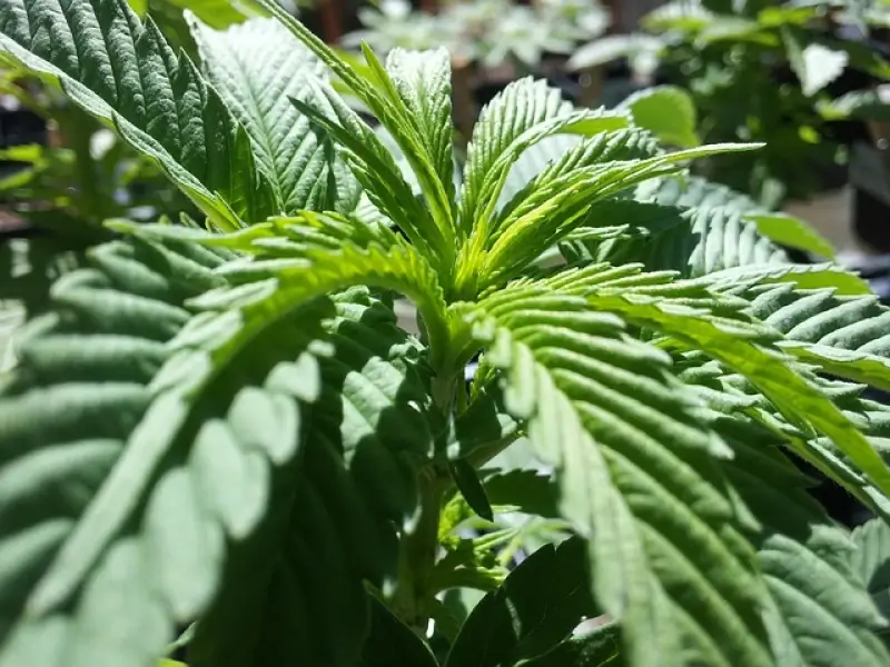 Lanakenaar gearresteerd met 33 kilogram oogst van 900 cannabisplanten