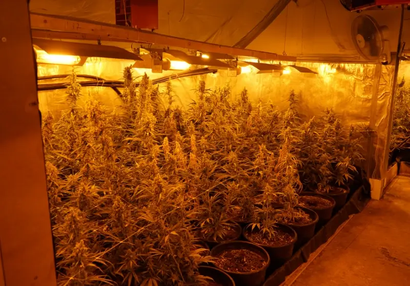 Parket roept verhuurders op om waakzaam te zijn voor cannabisplantages