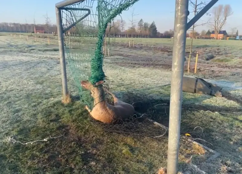 Damhert loopt zich vast in voetbaldoel