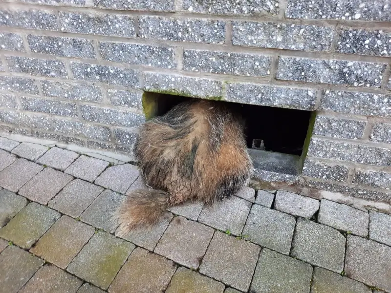 Animal Rescue Team redt das uit kelder