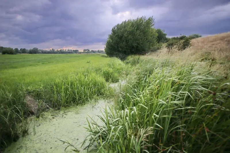 Demervallei wordt uitvalsbasis kwetsbare diersoorten Vlaanderen