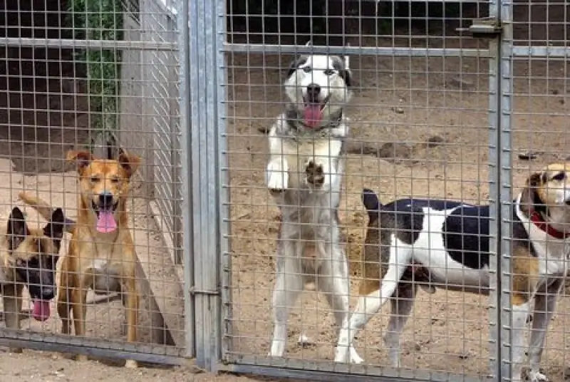 'Facebook-honden' komen massaal in asielen terecht