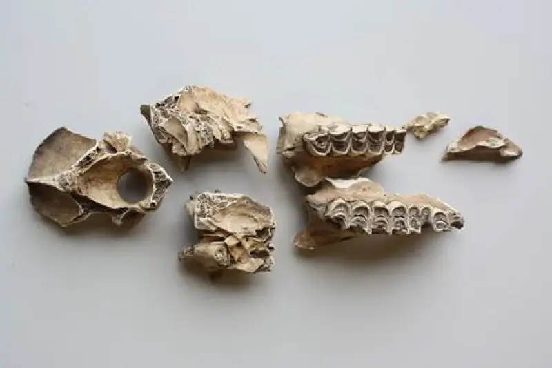 Archeologen graven schedel op van dromedaris uit Romeinse tijd