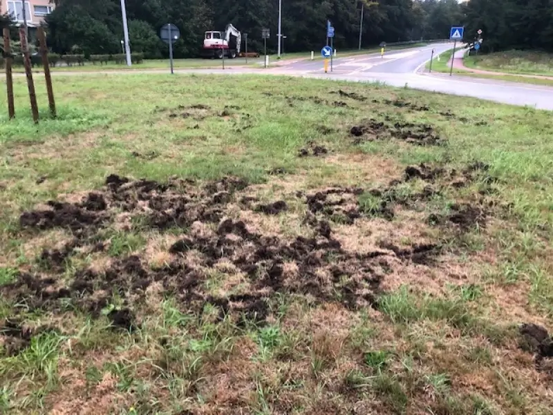 Everzwijnen woelen tuinen en rotonde om in Houthalen-Lillo