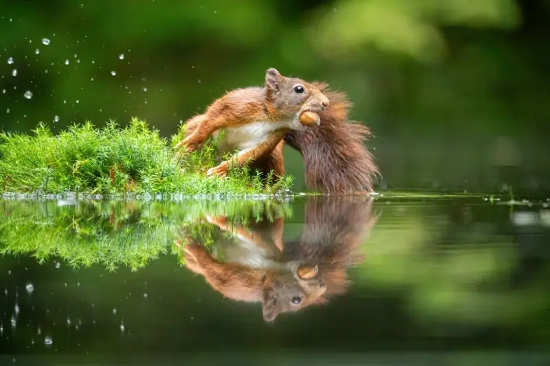 Diepenbeekse eekhoornfotograaf maakt kans op National Geographic Foto-prijs