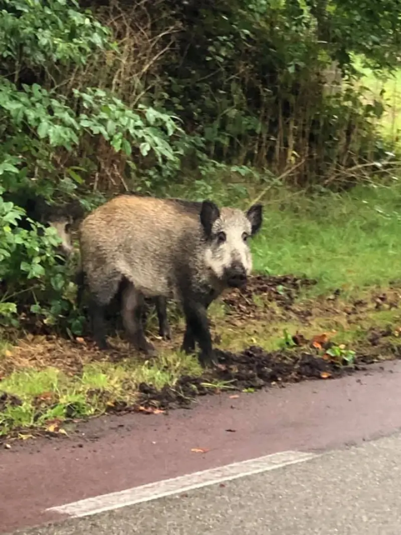 21 everzwijnen geschoten bij drukjacht in Oudsbergen