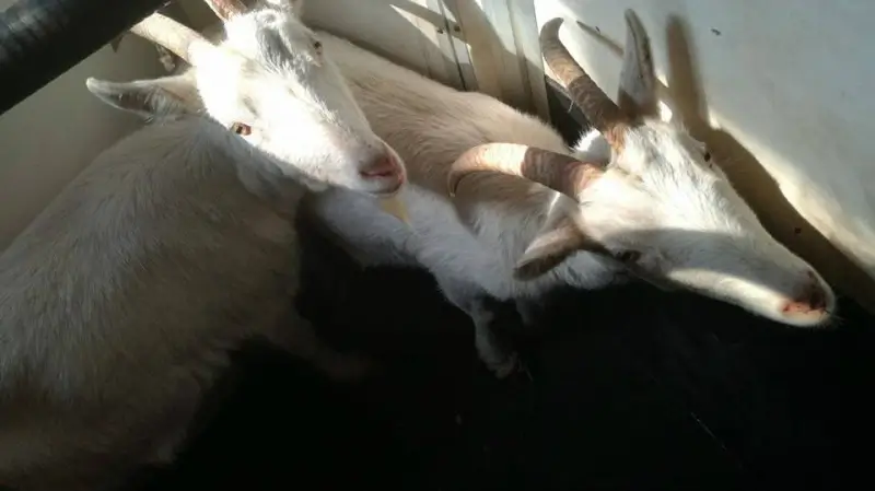 Politie neemt verwaarloosde dieren in beslag in Winterslag
