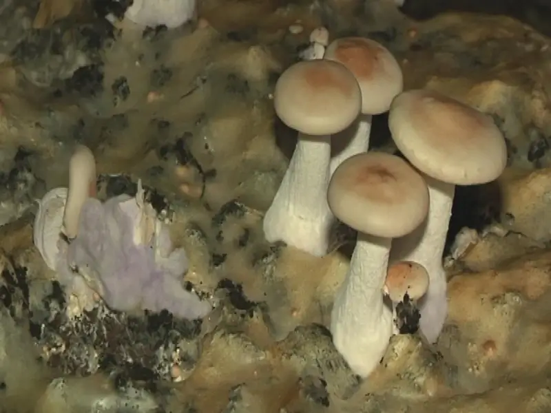 Hoeseltse leverworst en grotchampignon uit Riemst erkend als Vlaams streekproduct