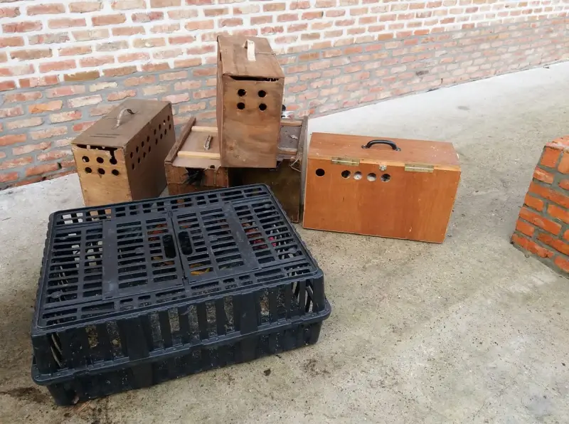 Politie ontdekt illegale arena voor vechthanen in Hoeselt