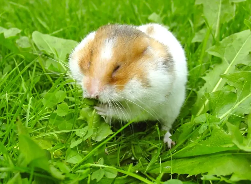 Elk jaar hamsters uitzetten in Limburg
