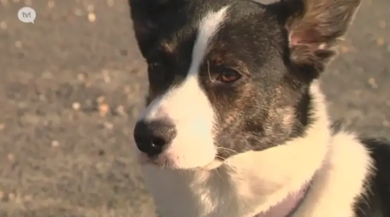 Politie waarschuwt voor dierenvergiftiging in Lummen