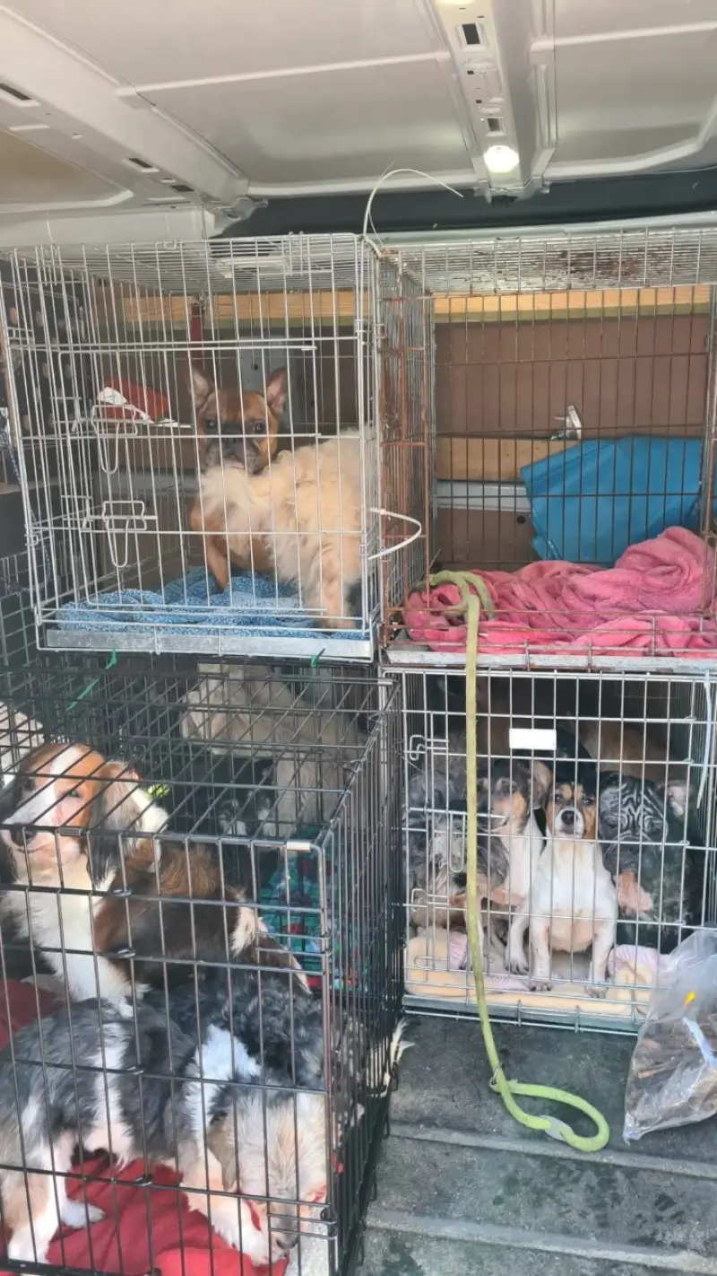 Politie neemt meer dan 80 verwaarloosde honden in beslag in Lanaken