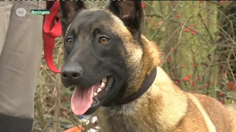 Hond Uscko mag vanaf vandaag naar huis