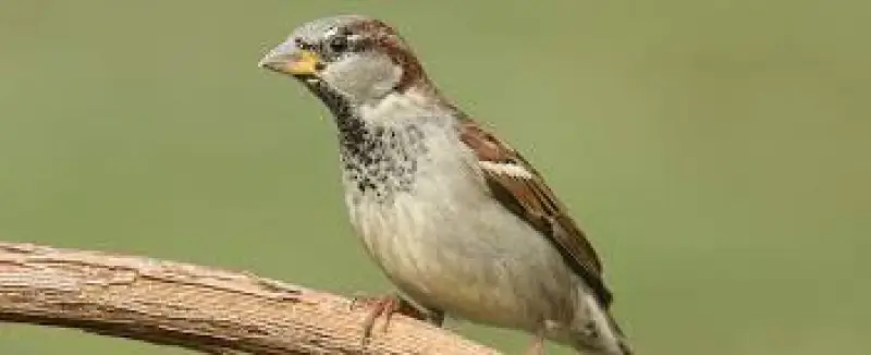 test birgit