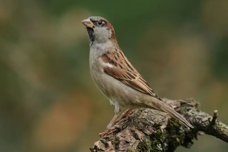 Resultaten Vogeltelweekend: Limburgse tuinen zijn meest vogelrijk in het hele land