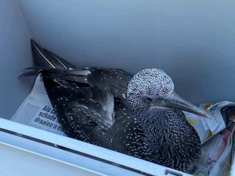 Opvallend: Animal Rescue Service vindt jan-van-gent in Sint-Truiden