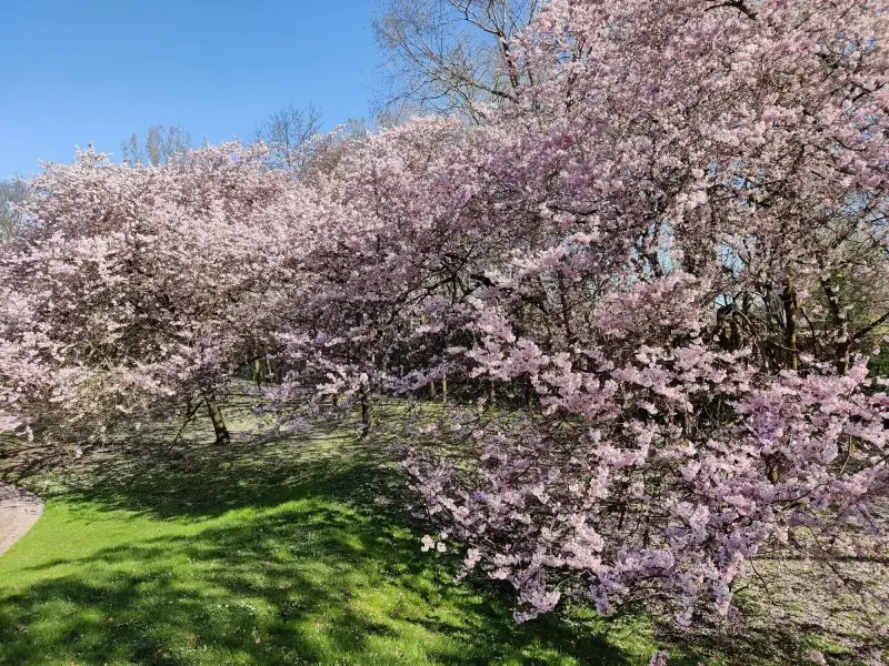 Morgen opent Japanse Tuin: kerselaren in bloei