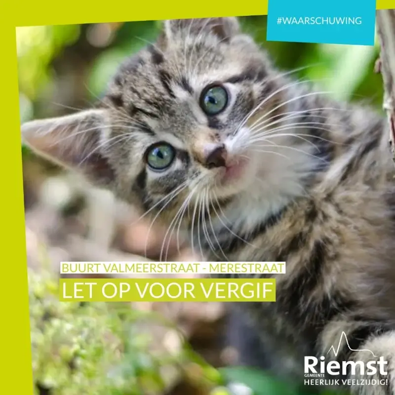 Meerdere katten dood aangetroffen in Riemst na vergiftiging